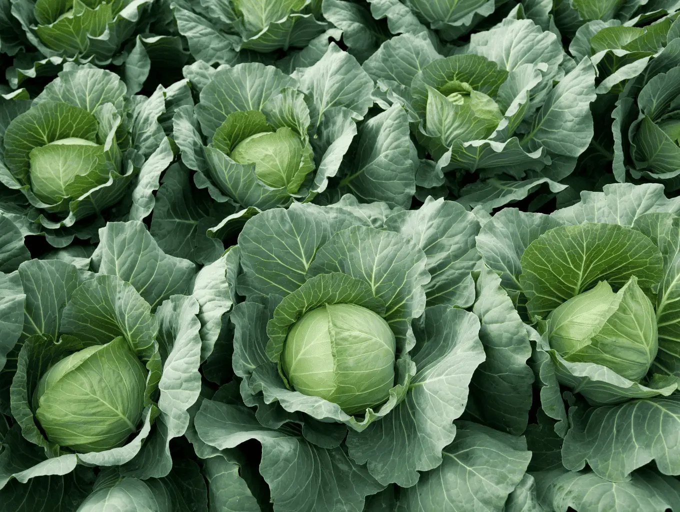 vegetable