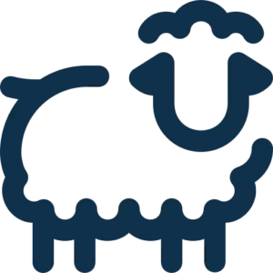 sheep